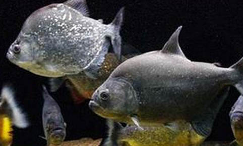 養魚到底為什么不能養雙魚