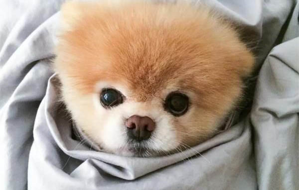 飼養(yǎng)博美犬的禁忌有哪些？