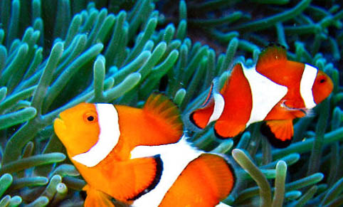 小丑魚(yú)水溫多少合適
