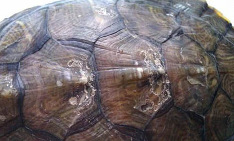 如何選擇寵物龜