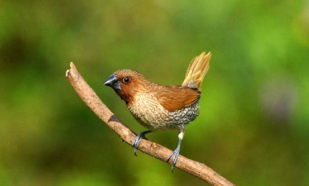 文鳥養多久認主人?