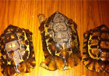 緬甸陸龜好養嗎