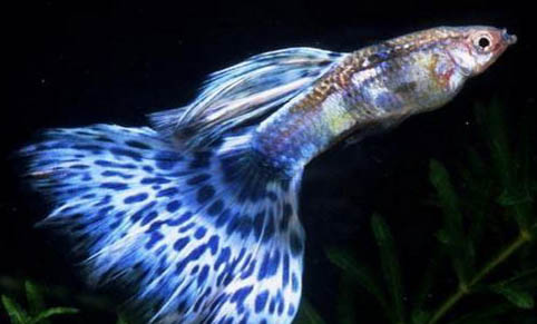 冬天釣鯽魚釣多深合適