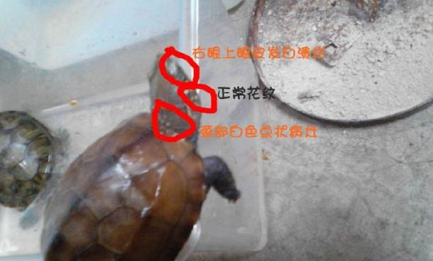 寵物龜有哪些種類