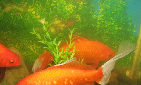 母魚會吃自己的小魚嗎