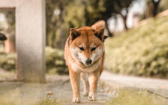 狗狗細小拉血是排毒還是惡化