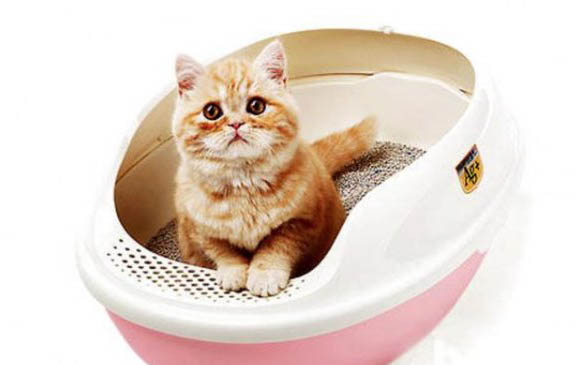 小貓得貓癬怎么辦呢?