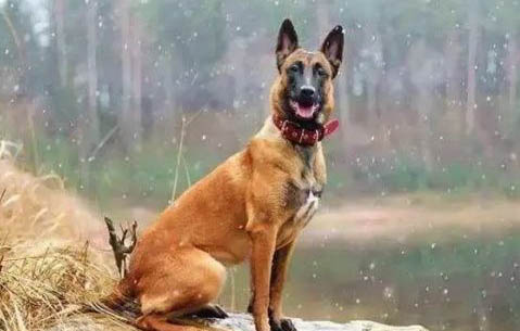 東德和馬犬哪個兇猛