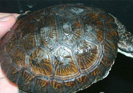 西非側頸龜怎么養