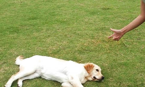 棉花面紗犬哪里有賣