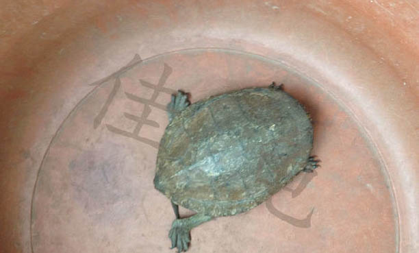 眼斑龜如何飼養(yǎng)