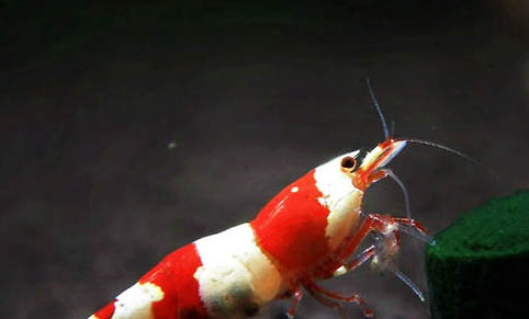 水晶蝦能混養(yǎng)嗎