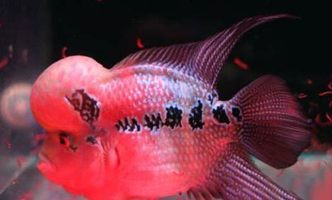 飼養珍珠羅漢魚應該多久換一次水？