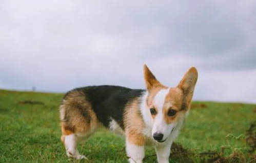 柯基犬鼻子出血的原因及處理方法