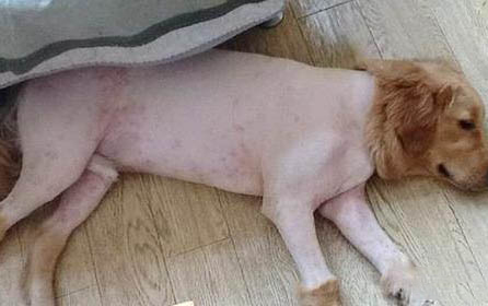 麥頓狗糧多少錢一斤