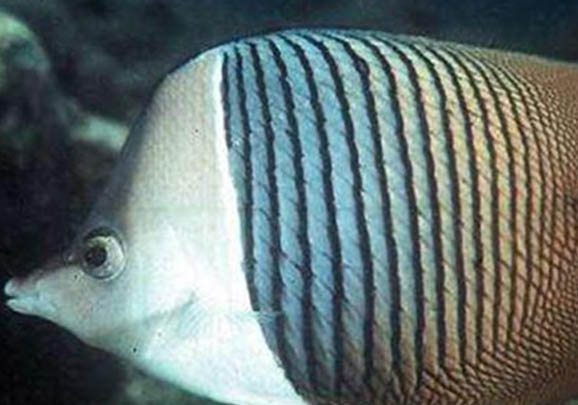 蝴蝶犬不吃狗糧怎么喂養(yǎng)