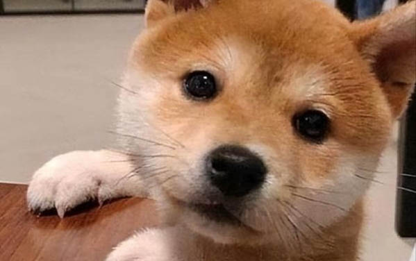 狗狗懷孕50天不顯肚子