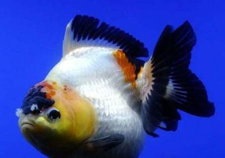 魚尾巴爛了怎么辦