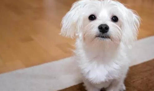 狗狗可以吃黃瓜嗎?