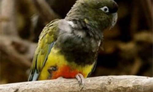 藍熏和藍閃牡丹鸚鵡區別