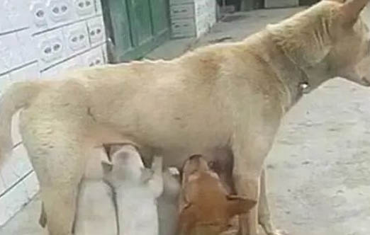 母犬生完小狗后的護理