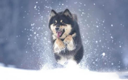 阿拉斯加犬拉稀怎么辦?