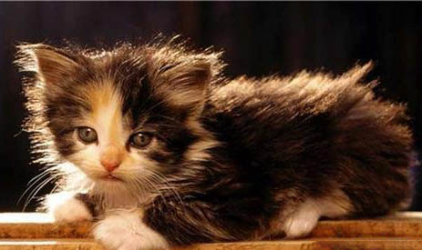 美國短尾貓尿閉的原因及處理方法