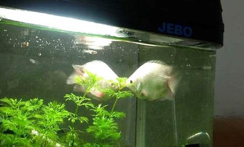 什么觀賞魚好看又好養(yǎng)