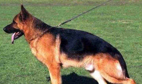 純黑東德牧羊犬多少錢