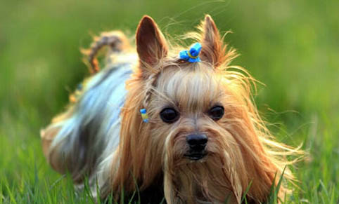 老年狗抽搐可能是什么原因導致的