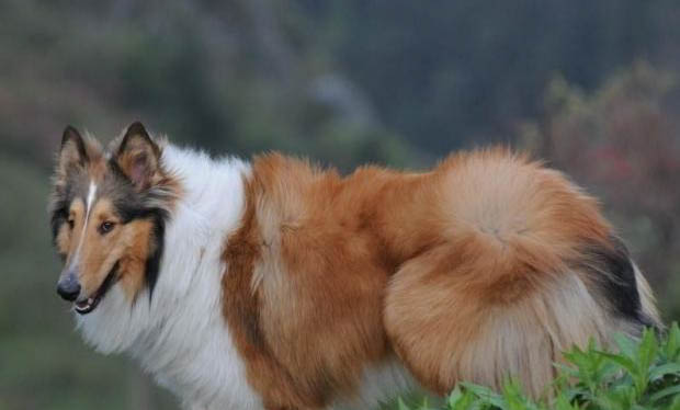 蘇格蘭牧羊犬的眼睛