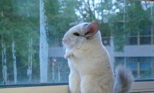 龍貓可以打疫苗嗎?