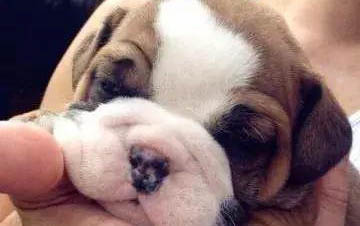 法牛犬好養(yǎng)嗎?