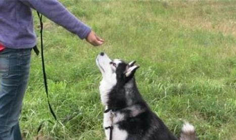 狗狗拉了一灘血水很臭是怎么了
