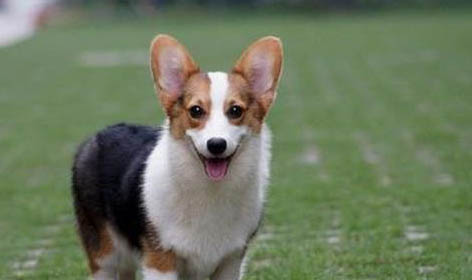 柯基犬能吃石榴嗎