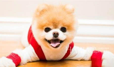 狗狗乳房變紅變大是怎么了？狗狗乳房下有個硬疙瘩是怎么回事