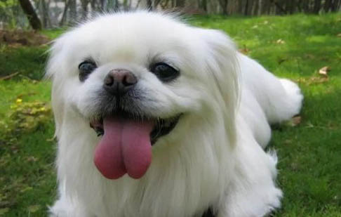 京巴狗能長(zhǎng)多大