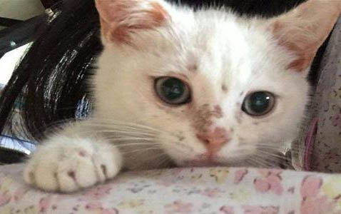 小貓咪多大可以打疫苗