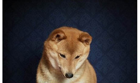 狗狗驅(qū)蟲多久能拉出來(lái)