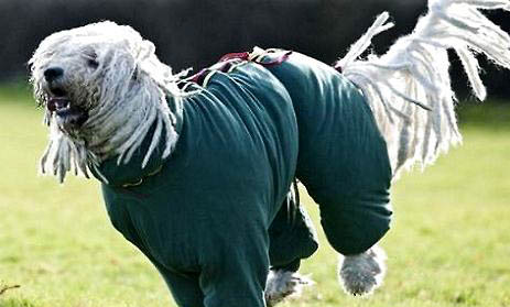 可蒙犬半夜突然叫的原因及處理方法