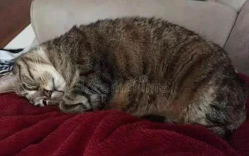 被貓瘟的貓抓傷了