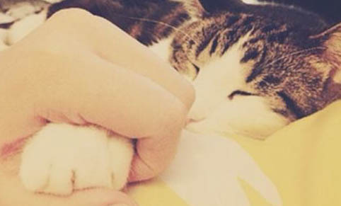 異國(guó)短毛貓大小眼原因及處理方法