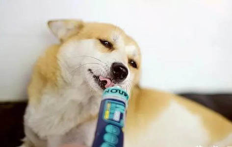 幼犬感冒有哪些癥狀