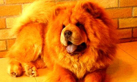 松獅犬的優(yōu)缺點有哪些？
