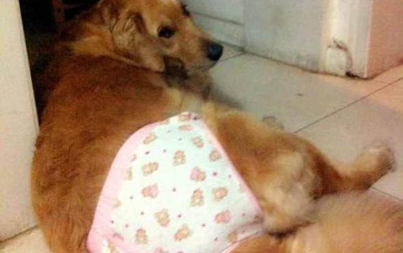 狗狗腿突然瘸了不落地