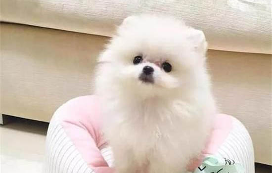博美犬和泰迪哪個好