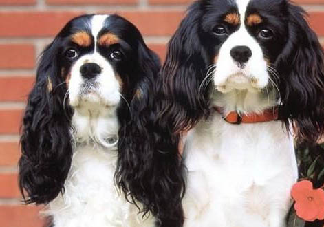 西班牙小獵犬找兔