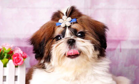 拉薩犬吐白色粘稠液體的原因及處理方法