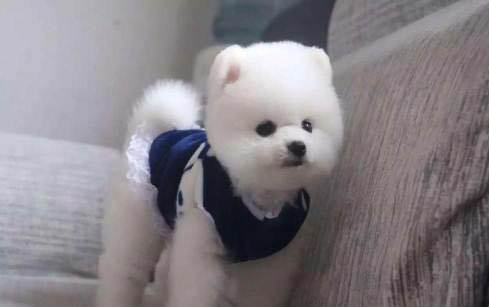 狗爪子里還有肚子上都是蟲