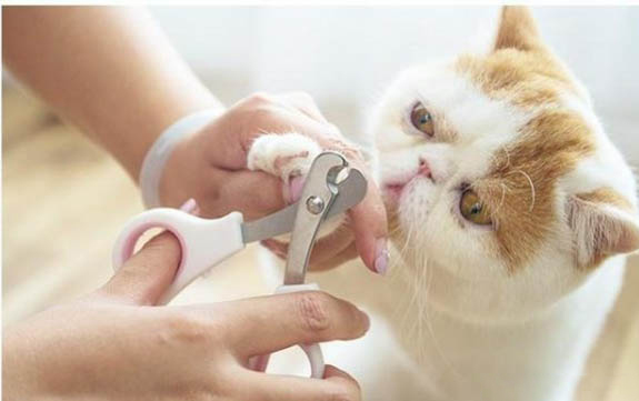 小貓咪感冒打噴嚏怎么辦